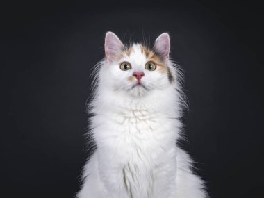 Kameradan genç ve sevimli Türk Vanstraight 'ın baş görüntüsü. Siyah bir arkaplanda izole edilmiş.