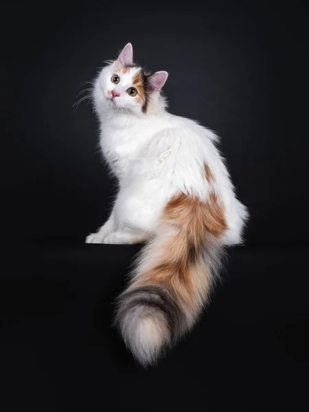 스러운 고양이 꼬리를 아래로 매달려 카메라를 시선을 돌리는 배경에 고립되다 — 스톡 사진