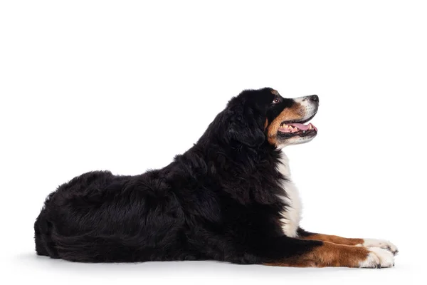 Bonito Cão Berner Sennen Adulto Deitado Lado Olhando — Fotografia de Stock