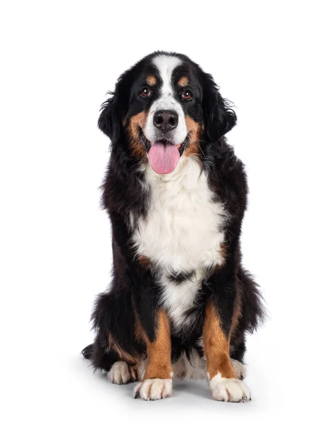 Mooie Volwassen Berner Sennen Hond Zittend Tegenover Camera Kijk Naar — Stockfoto