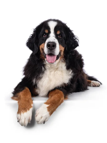 Mooie Volwassen Berner Sennen Hond Liggend Vooraan Rand Kijk Naar — Stockfoto