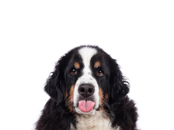 Αστεία Φωτογραφία Του Όμορφου Ενήλικου Berner Sennen Σκύλου Βγάζει Γλώσσα — Φωτογραφία Αρχείου