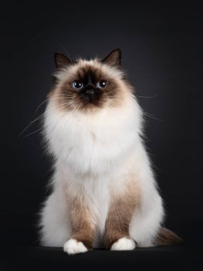 Güzel bir mühür noktası Kutsal Birman kedisi, dik oturuyor. Mavi gözlü kameraya doğru bakıyor. Siyah bir arkaplanda izole edilmiş.