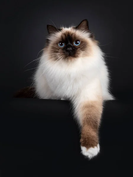 Mooi Verzegeld Punt Heilige Birman Kat Liggend Naar Voren Gericht — Stockfoto