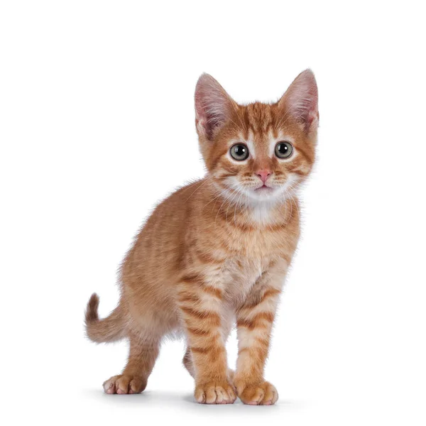 Милий Маленький Червоний Кіт Стоїть Спереду Дивлячись Цікаво Бік Камери — стокове фото
