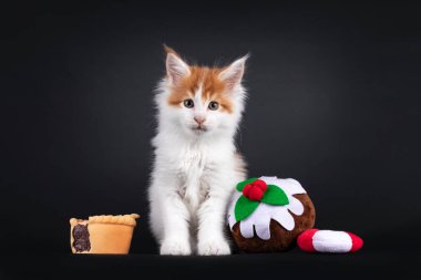 Şirin kırmızı Maine Rakunu kedi yavrusu, Noel 'in ortasında oturmuş, şekilli oyuncaklar ikram ediyor. Doğrudan kameraya bakıyorum. Siyah arkaplanda izole.