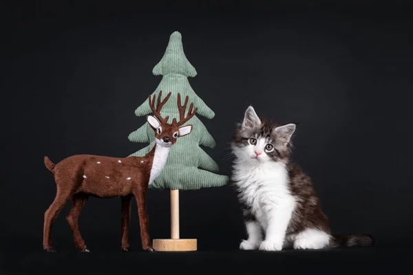 Süßes Schwarzes Tabby Mit Weißen Maine Coon Katzenkätzchen Das Zwischen — Stockfoto