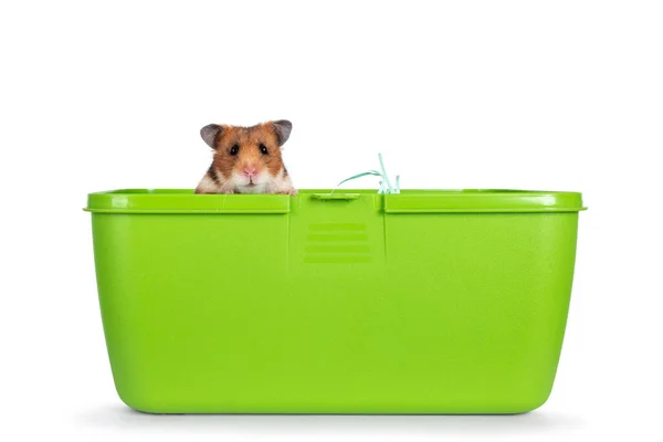 Mignon Hamster Syrien Doré Assis Boîte Voyage Plastique Vert Regardant — Photo