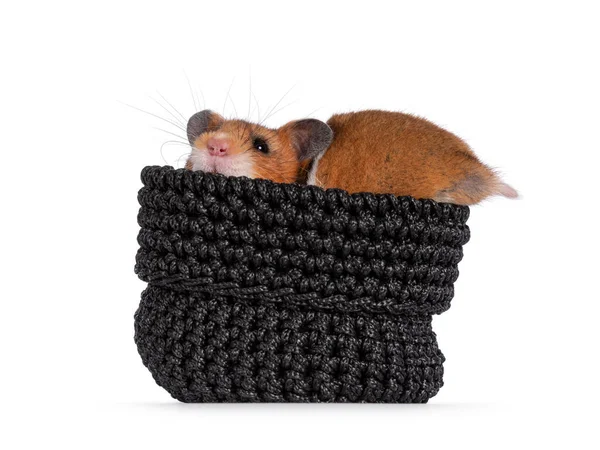 Joli Hamster Syrien Doré Assis Dans Petit Sac Tricoté Noir — Photo