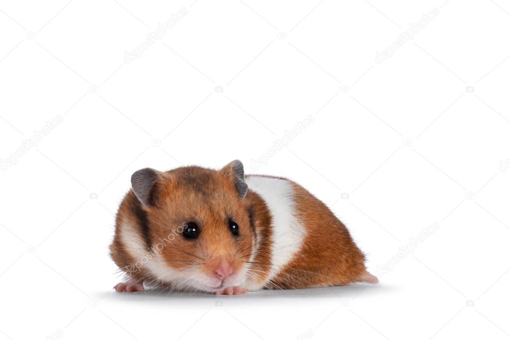 Cute Syrian or golden hamster, standing facing camera. Looking over edge straight to lense. Isolated on a white background.