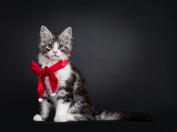 Schattig Maine Coon Katje Zit Vooraan Met Strikje Hals Kijk — Stockfoto