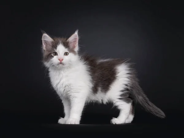 Cute White Blue Maine Coon Cat Kitten Standing Side Ways — Stock Photo, Image