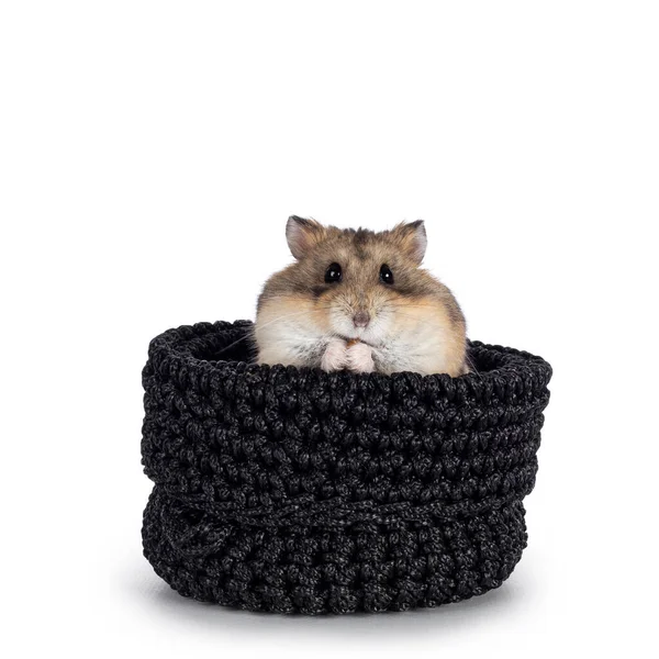 Mignon Hamster Assis Dans Sac Tricot Noir Regardant Droit Vers — Photo