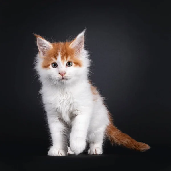 Симпатичный Маленький Рыжий Котенок Белой Кошкой Майн Кун Стоящий Лицом — стоковое фото