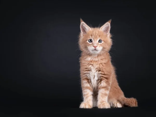 Carino Maine Coon Gatto Gattino Seduto Fronte Con Spazio Copia — Foto Stock