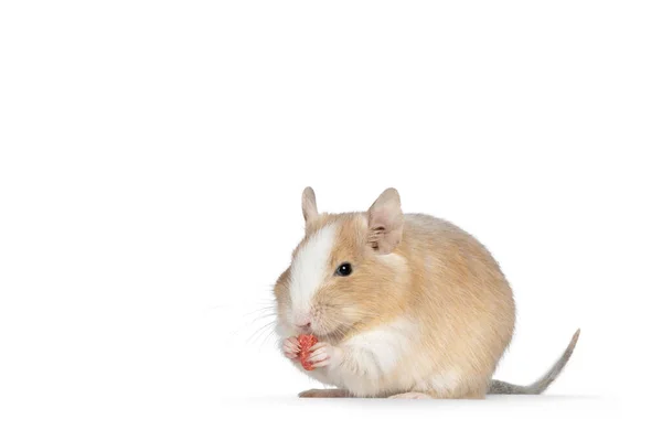 Близко Взрослых Песок Piebald Degu Стоя Боковые Пути Едой Лапах — стоковое фото