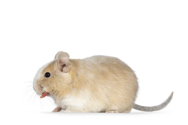 Close Adult Sand Piebald Degu Standing Side Ways Food Mouth — Zdjęcie stockowe