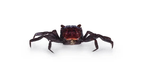 Red Purple Vampire Crab Showing Both Red Eyes Isolated White — ストック写真