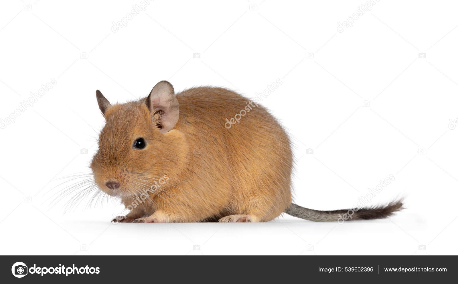 Sand Degu Degu Rodent Pet Degu Stock Photo Download Image Now Chile