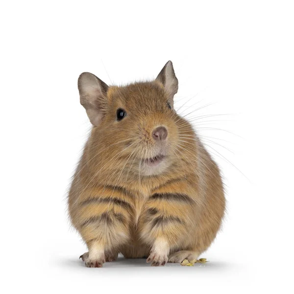 Cute Orange Sand Degu Rodent Pet Standing Facing Front Looking — Stockfoto