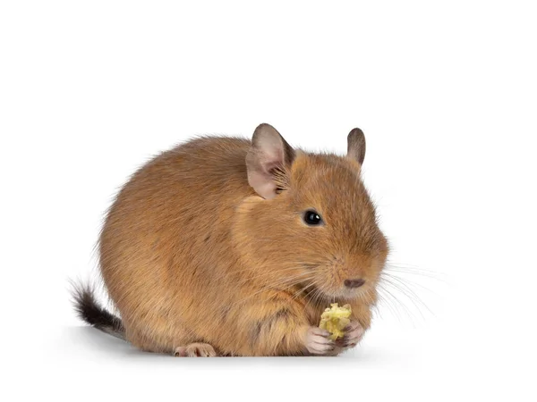 Cute Orange Sand Degu Rodent Pet Sitting Side Ways Eating — стоковое фото