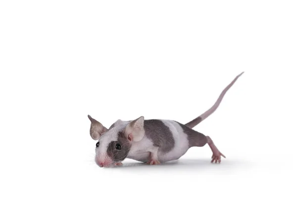 Cute Little Black White Spotted Mouse Walking Side Ways Looking — Fotografia de Stock