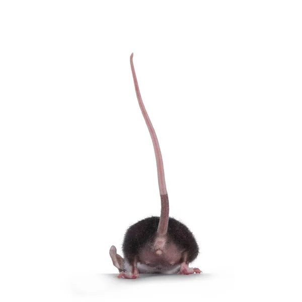 Back Side Cute Little Black White Spotted Mouse Walking Away — Stockfoto