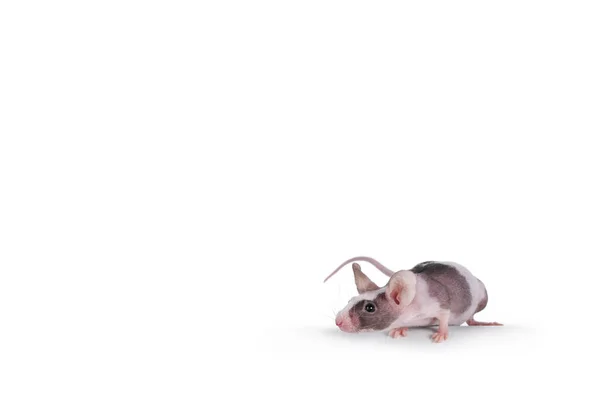 Roztomilá Černá Bílá Tečkovaná Myška Stojící Hraně Dívám Před Kameru — Stock fotografie