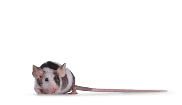 Niedliche Kleine Schwarz Weiß Gefleckte Maus Die Mit Dem Gesicht — Stockfoto