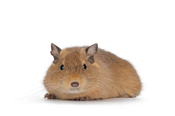 Sweet Adult Sand Degu Rodent Laying Facing Front Looking Camera — Stockfoto