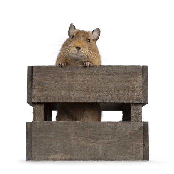 Cute Degu Standing Wooden Crate Paws Edge Looking Edge Camera — Stock Fotó