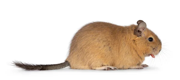 Sweet Adult Sand Degu Rodent Standing Side Ways Ood Mouth — Stock Fotó