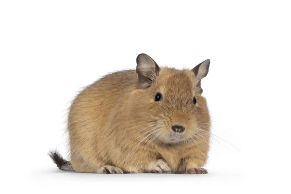 Sweet Adult Sand Degu Rodent Standing Facing Front Looking Camera — Stockfoto