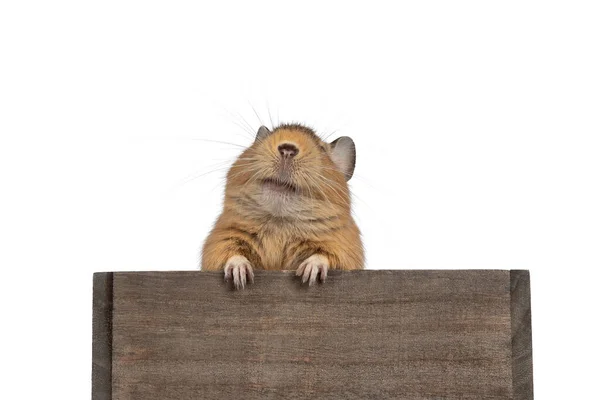 Sweet Adult Sand Degu Rodent Standing Paws Wooden Edge Looking — Zdjęcie stockowe