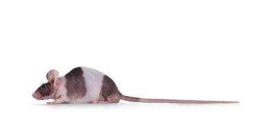 Siyah, beyaz kulaklı, büyük kulaklı, yan yana duran bir fare. Profil göstermek için ileriye bakıyorum. Beyaz bir arkaplanda izole edilmiş.