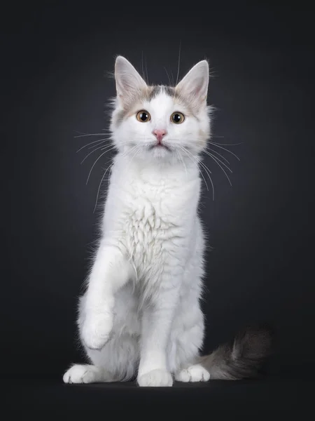 Curious Rare Breed Turkish Van Cat Kitten Sitting Facing Front — Zdjęcie stockowe