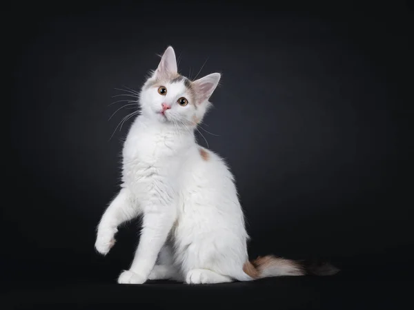 Curioso Raça Rara Turco Van Gato Gatinho Sentado Lado Caminhos — Fotografia de Stock