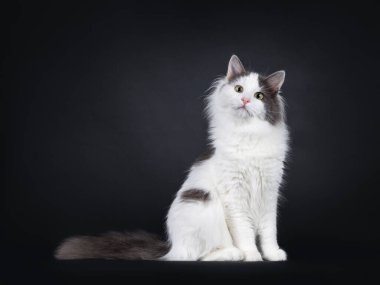 Expressive young Turkish Van cat, sitting side ways with cute head tilt. Looking towards camera. Isolated on a black backgroud.