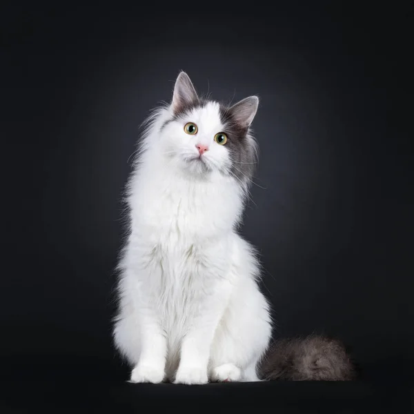 Expressive Young Turkish Van Cat Sitting Facing Front Cute Head — стоковое фото