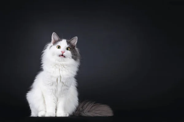 Expressive Young Turkish Van Cat Sitting Facing Front Mouth Open — Stockfoto