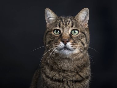 Beautiful senior brown tabby cat, sitting up facing front. Looking towards camera with green eyes. Close up of face.