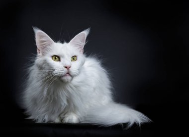 Pretty solid white Maine Coon cat, laying down. Looking beside camera with golden green eyes. Isolated on a black background.