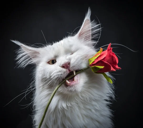 Head shot of white Maine Coon cat holding fake rose in mouth. Looking towards camera with 1 eye closed. isolated on a black background.
