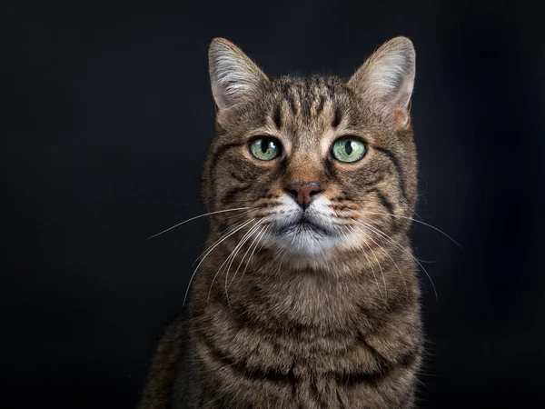 Beautiful Senior Brown Tabby Cat Sitting Facing Front Looking Camera —  Fotos de Stock
