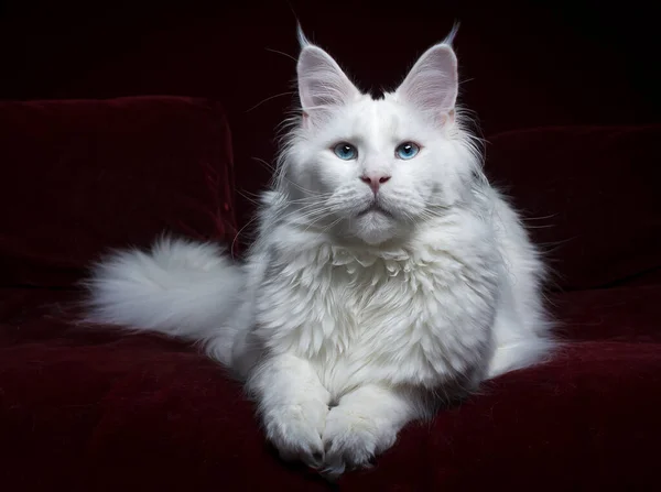 Majestic Solid White Maine Coon Cat Blue Eyes Laying Dark — ストック写真