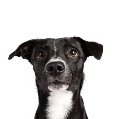 Head shot of black and white stray dog isolated on white background
