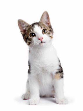 Cute little brown tabby with white stray kitten. Sitting up and looking towards camera. Isolated on white.