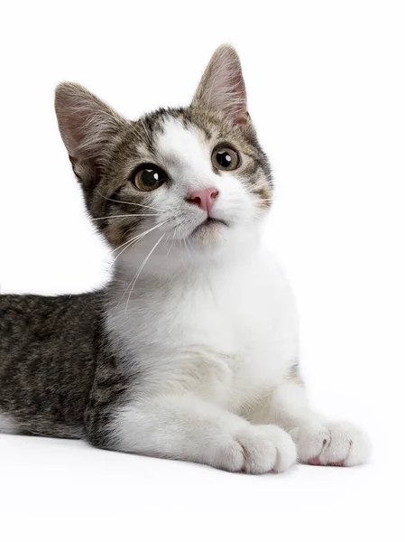 Cute Little Brown Tabby White Stray Kitten Lauing Looking Camera — Zdjęcie stockowe