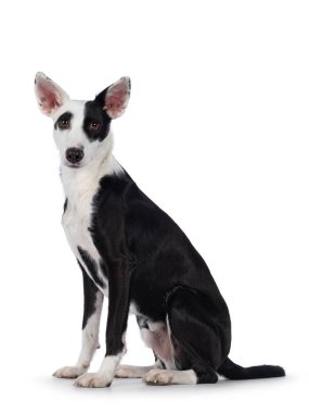 Cute black with white Podenco mix dog, sitting up side ways. Looking towards camera. Isolated on a white background.