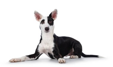 Cute black with white Podenco mix dog, laying down side ways. Looking towards camera. Isolated on a white background.